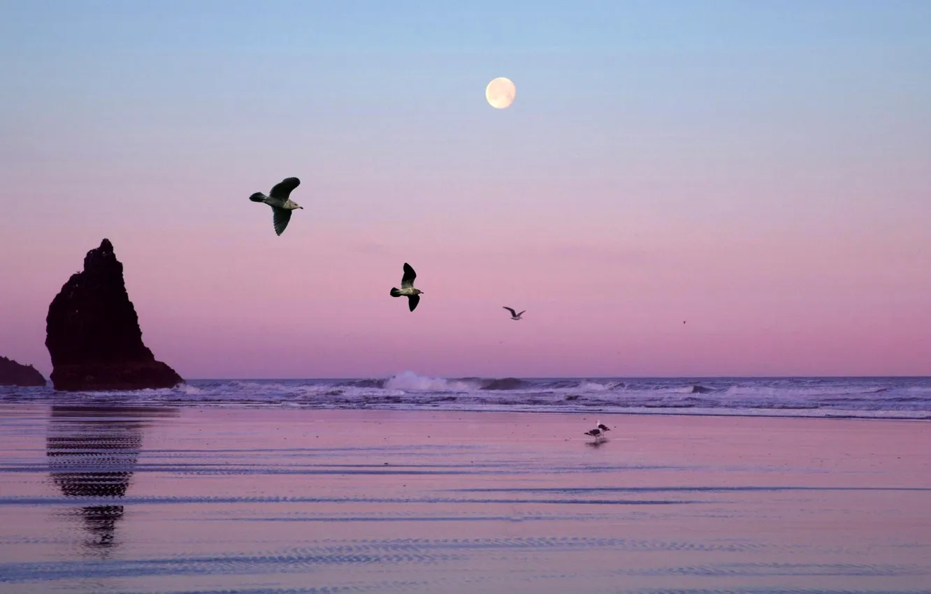 Фото обои море, небо, птицы, скала, луна