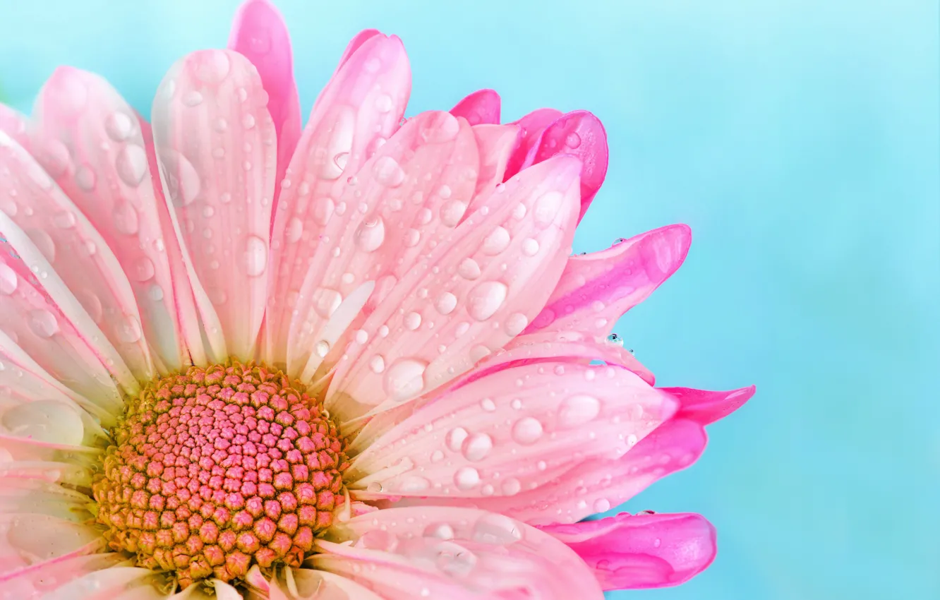 Фото обои капли, розовый, нежность, лепестки, pink, flowers, drops, blue background