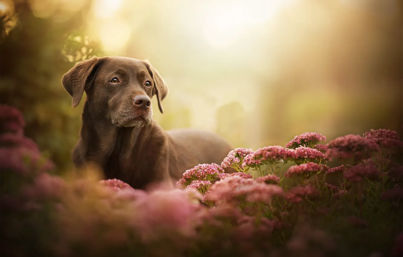 Фото обои взгляд, цветы, собака, боке, Лабрадор-ретривер