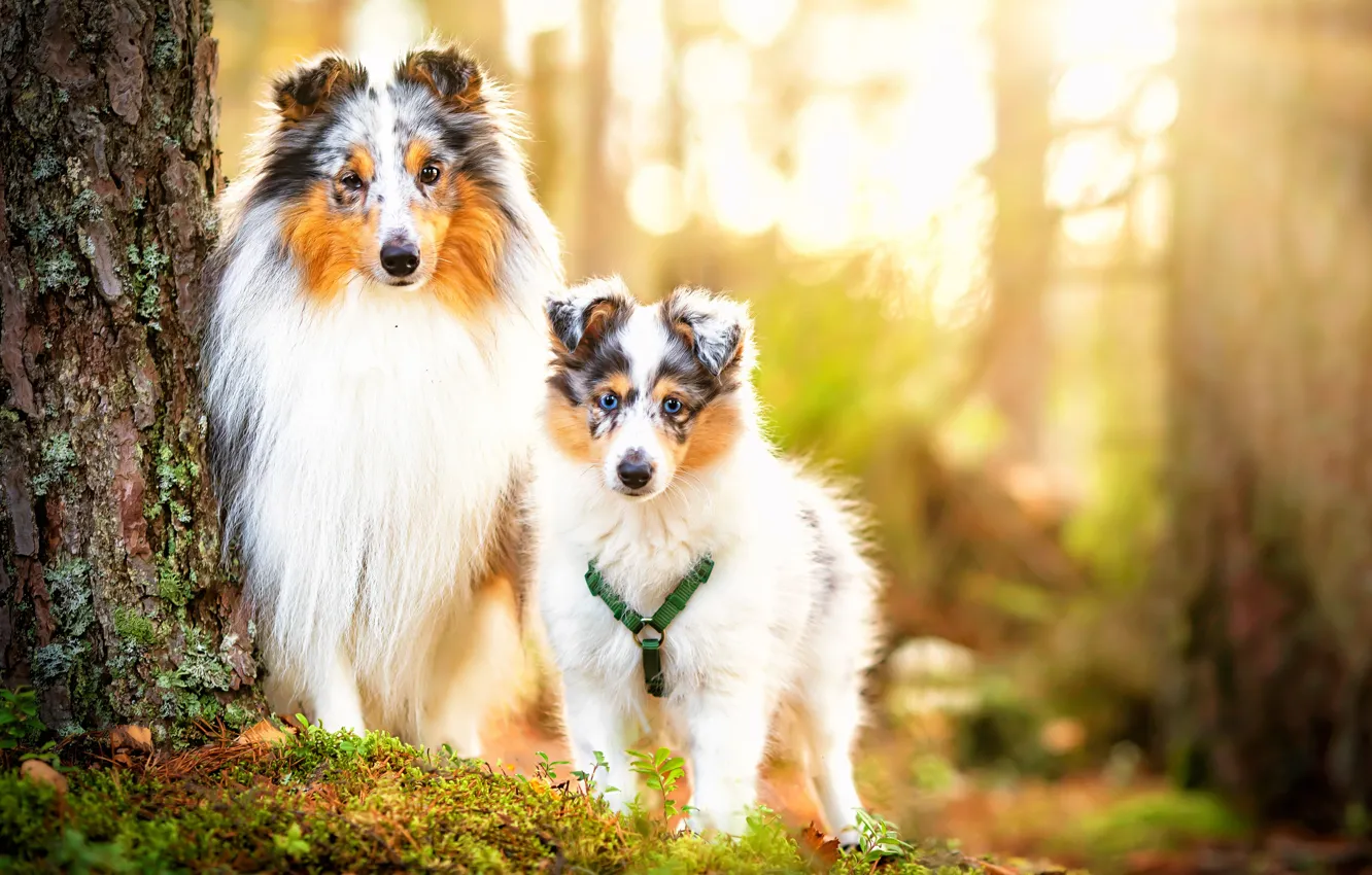 Фото обои собаки, дерево, щенок, боке, Шелти, Шетландская овчарка