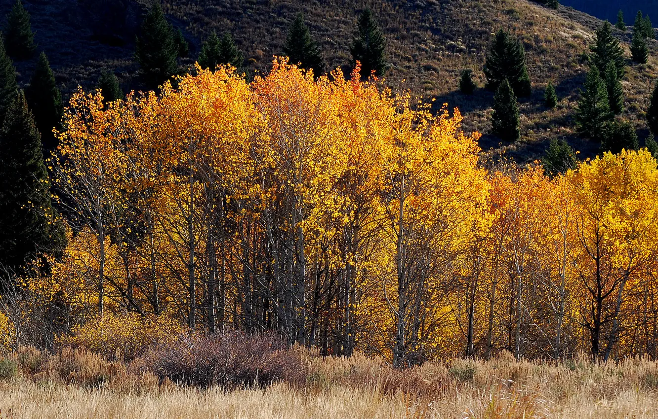 Фото обои осень, деревья, горы, склон
