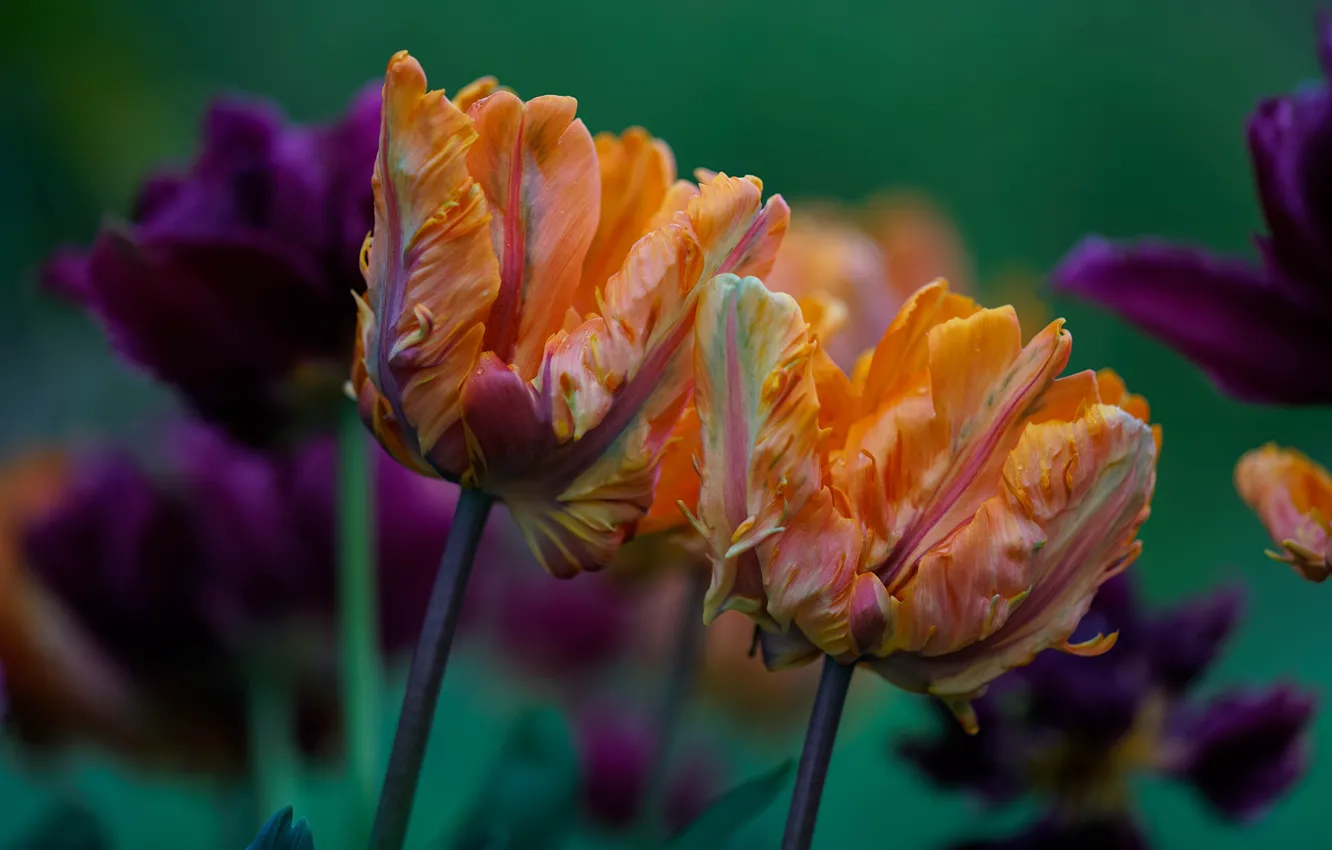 Фото обои цветы, букет, фиолетовые, тюльпаны, оранжевые, бутоны, зеленый фон, махровые