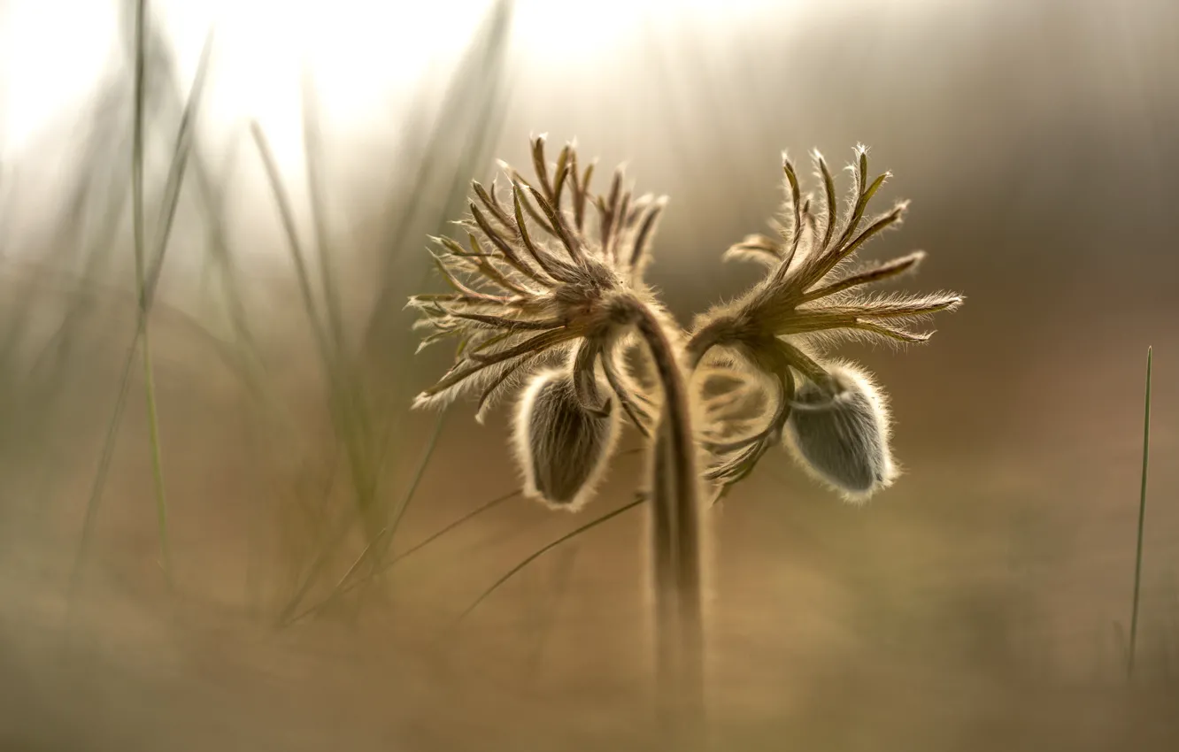 Фото обои цветы, природа, фон, сон-трава, прострел