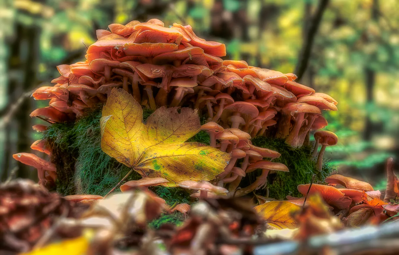 Фото обои осень, лес, макро, лист, грибы