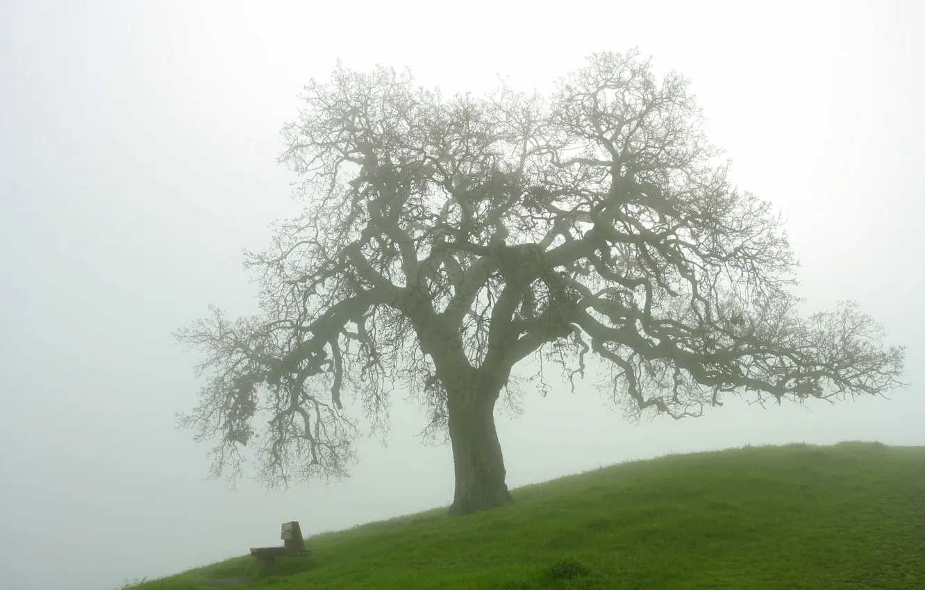 Фото обои трава, природа, туман, дерево, утро, лавка