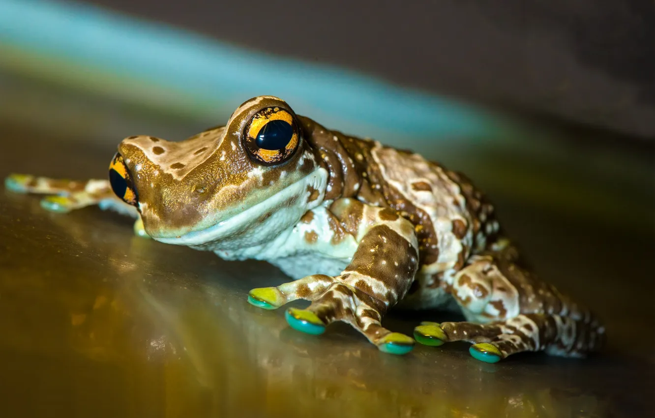 Фото обои legs, frog, eyes, reptile