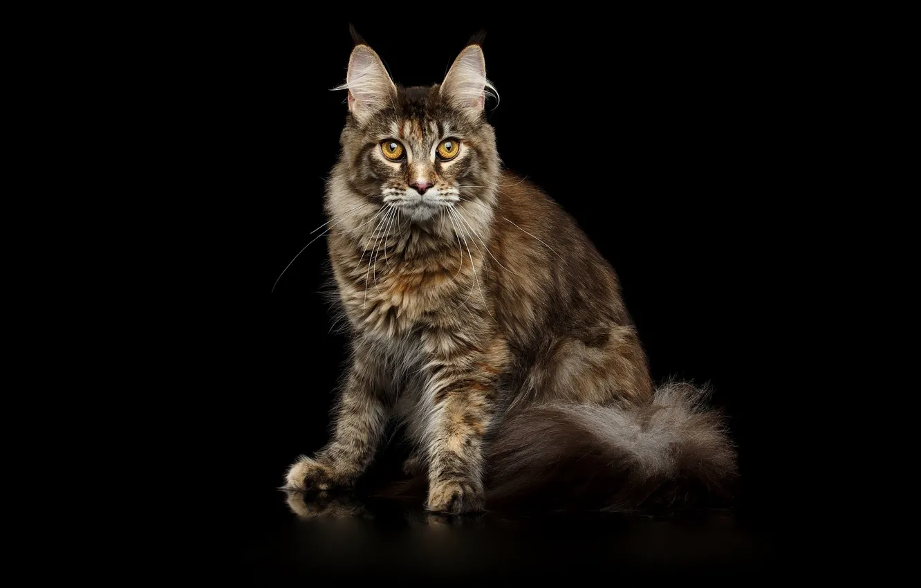 Фото обои black, cat, maine coon