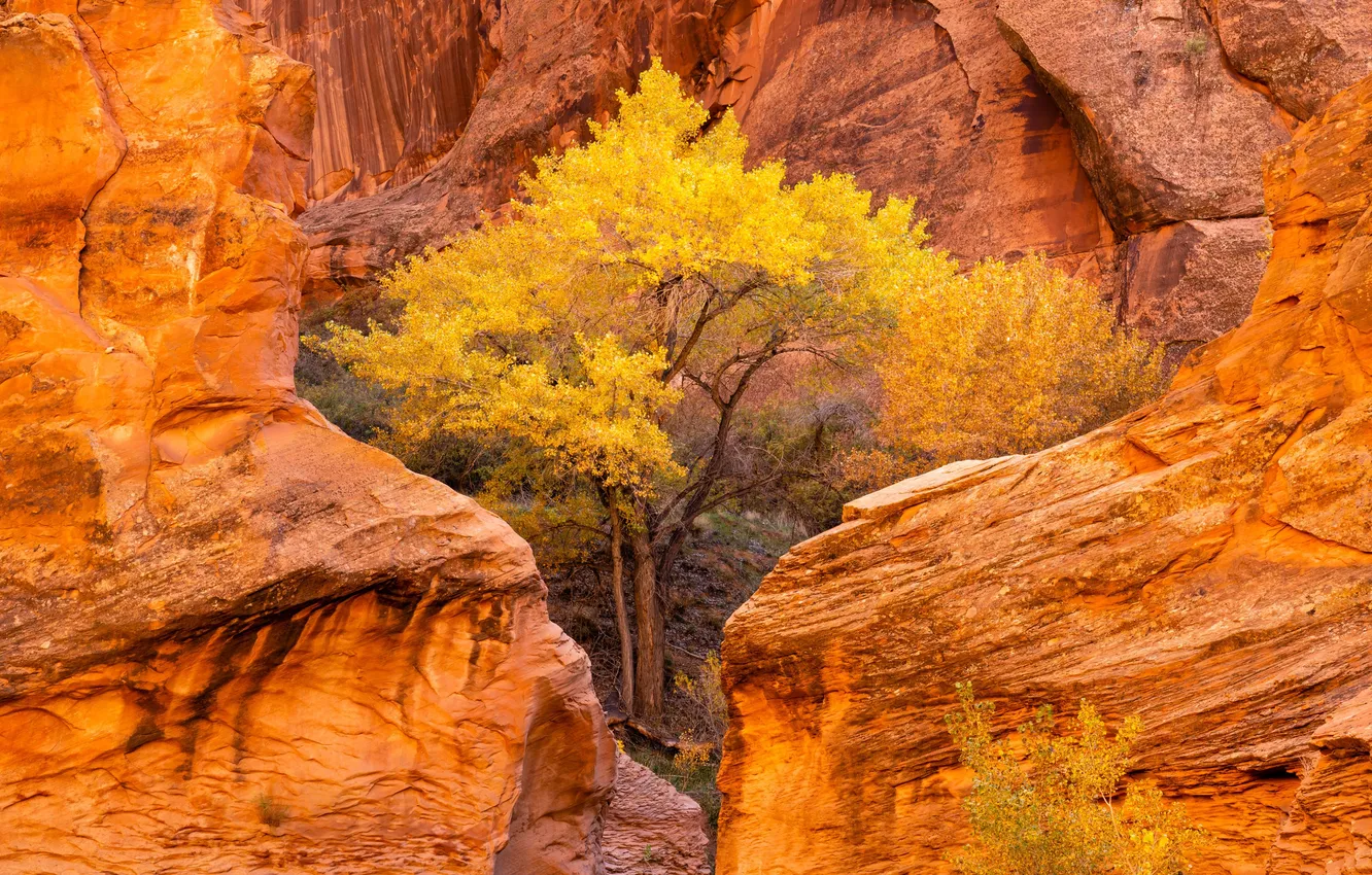 Фото обои осень, USA, США, штат Юта, Autumn, Utah, Тополя, Cottonwood trees
