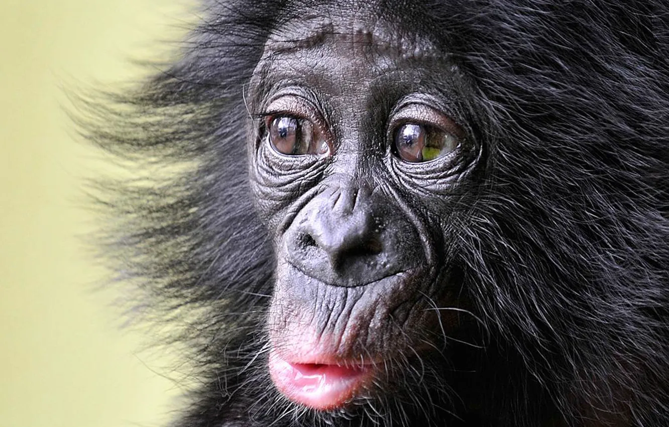 Фото обои monkey, animal, wildlife, Little Bonobo