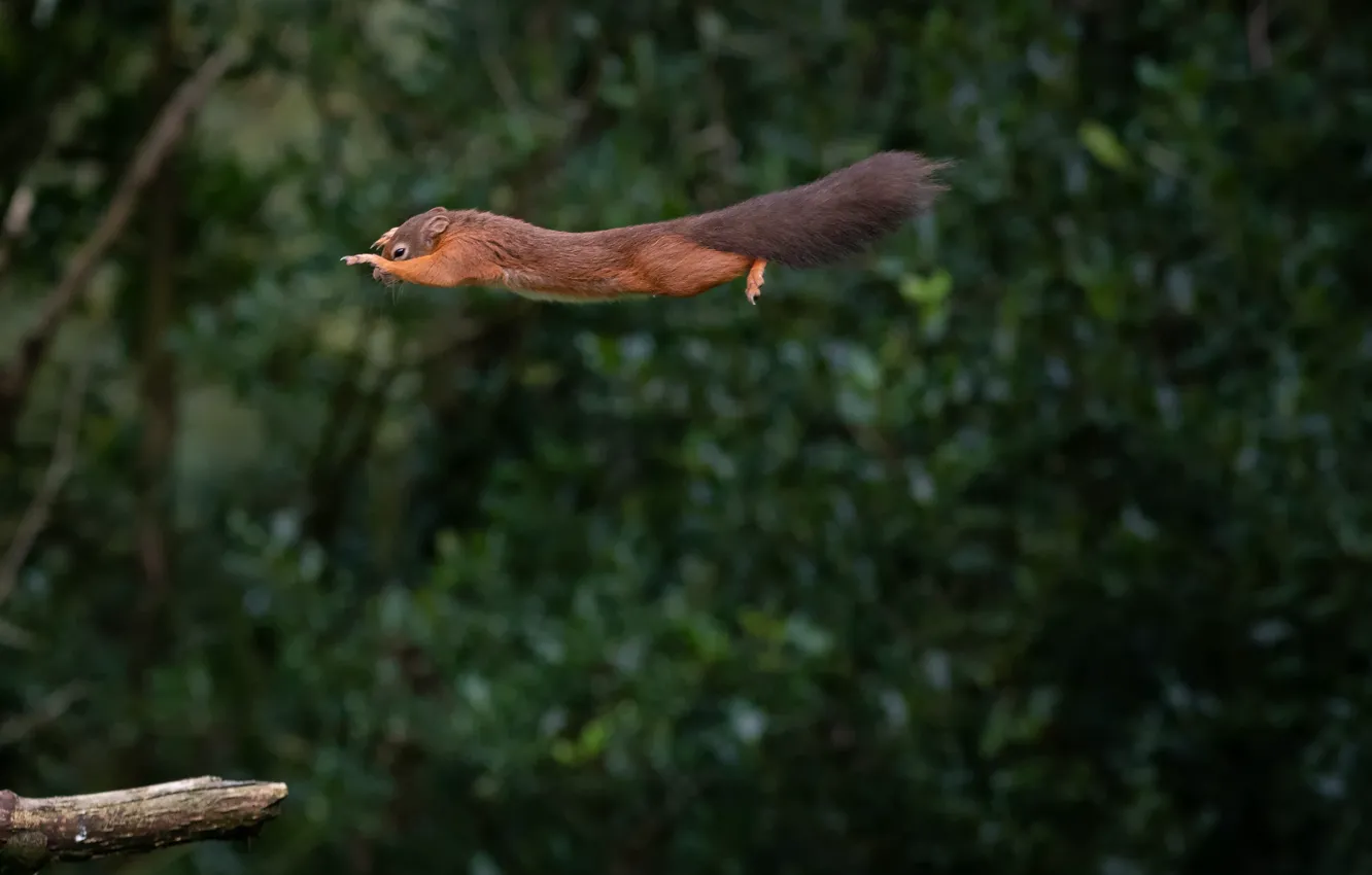 Фото обои полет, белка, flight, squirrel, Mark Stewart