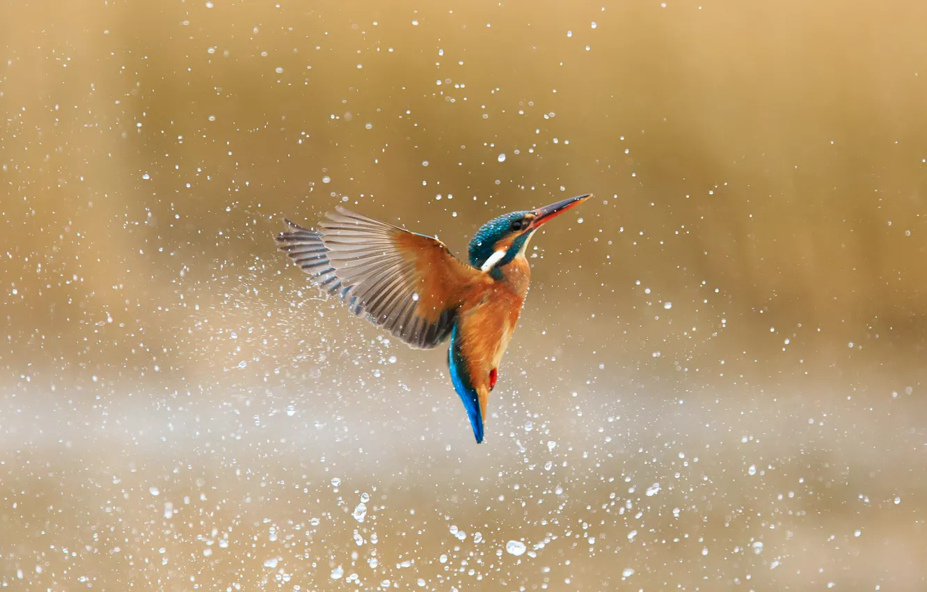 Фото обои вода, капли, брызги, птица, kingfisher, alcedo atthis, обыкновенный зимородок