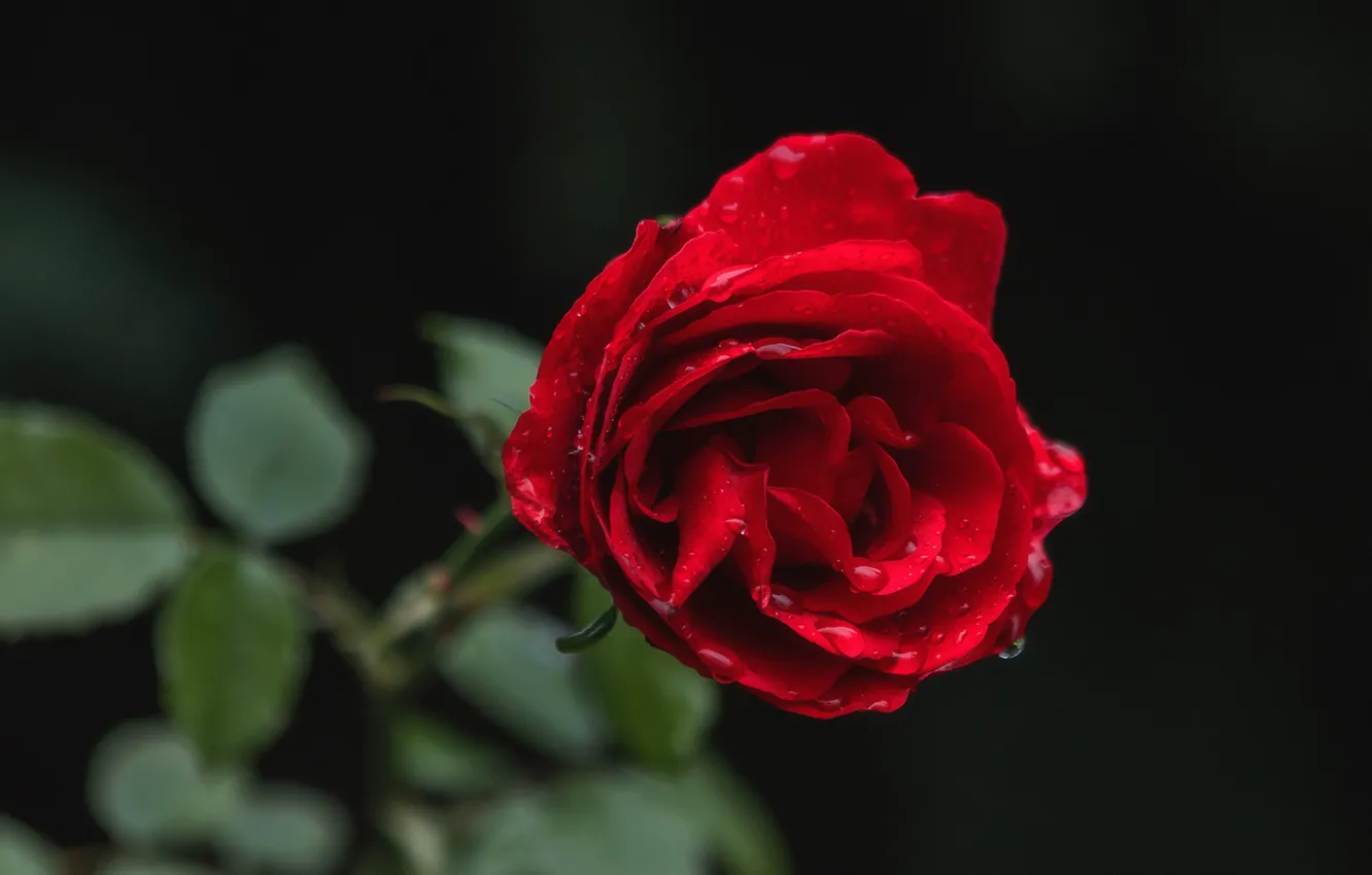 Фото обои цветок, капли, темный фон, роза, стебель, красная, боке