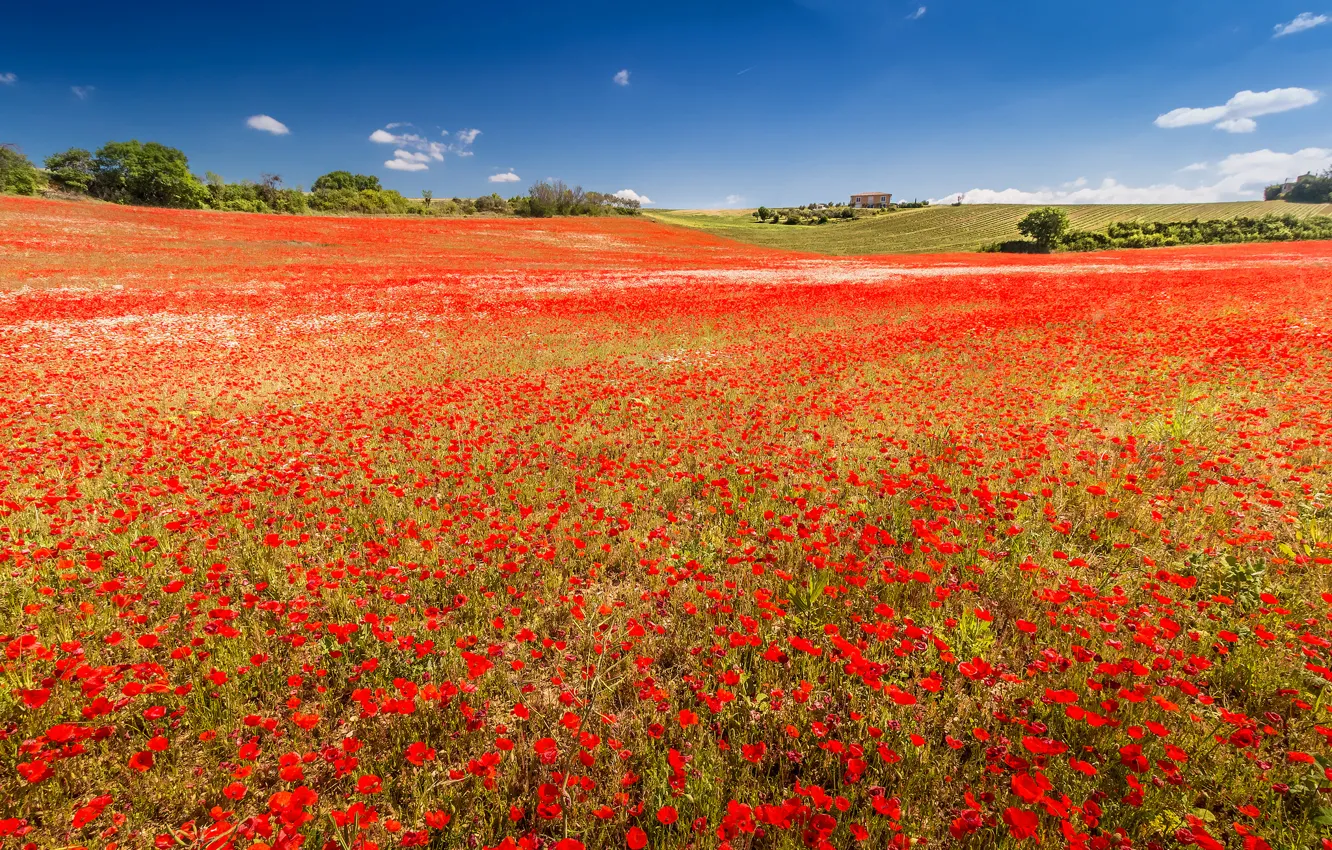 Фото обои поле, цветы, Франция, маки, луг, Прованс-Альпы-Лазурный берег, Валенсоль