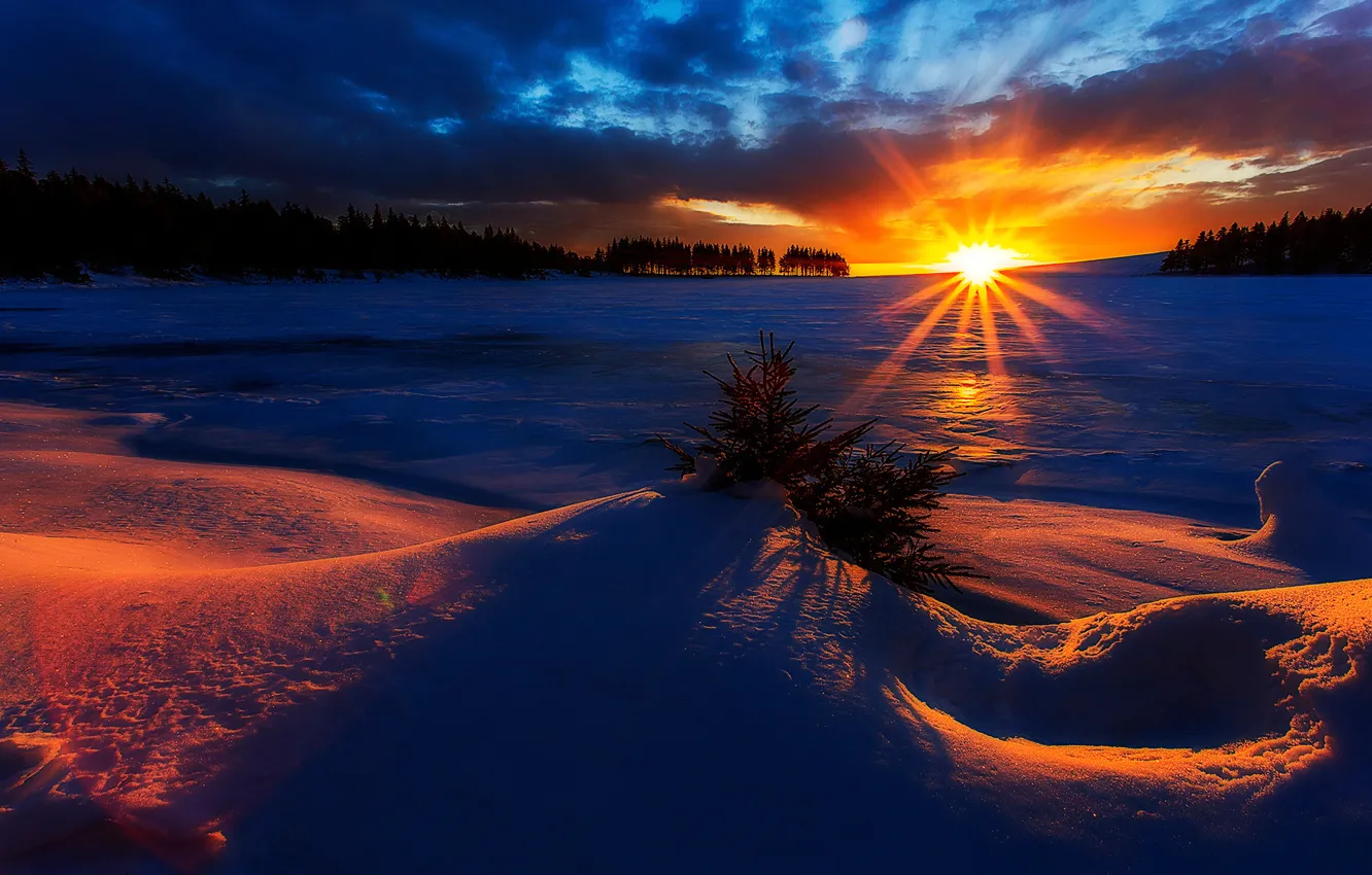 Фото обои forest, Winter, sky, trees, landscape, nature, sunset, beautiful