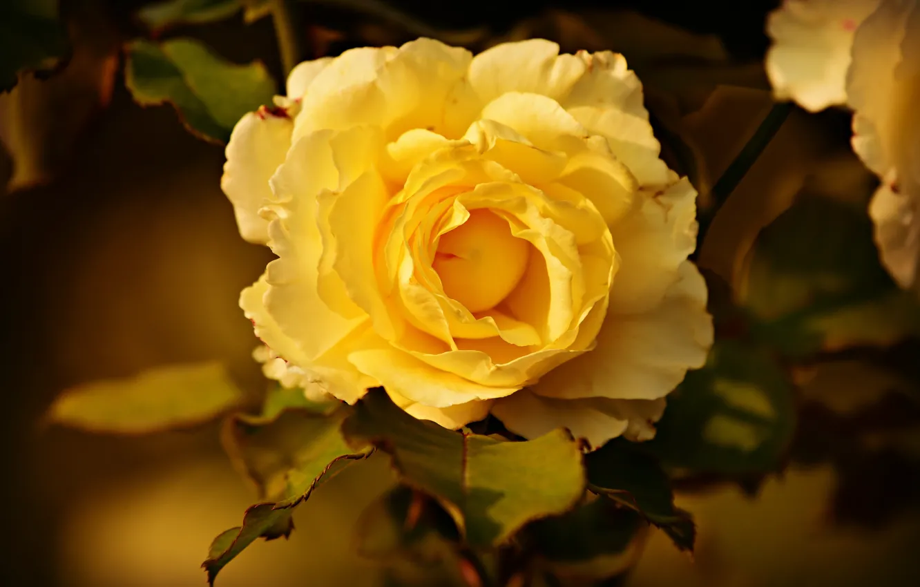 Фото обои роза, куст, бутон, желтая
