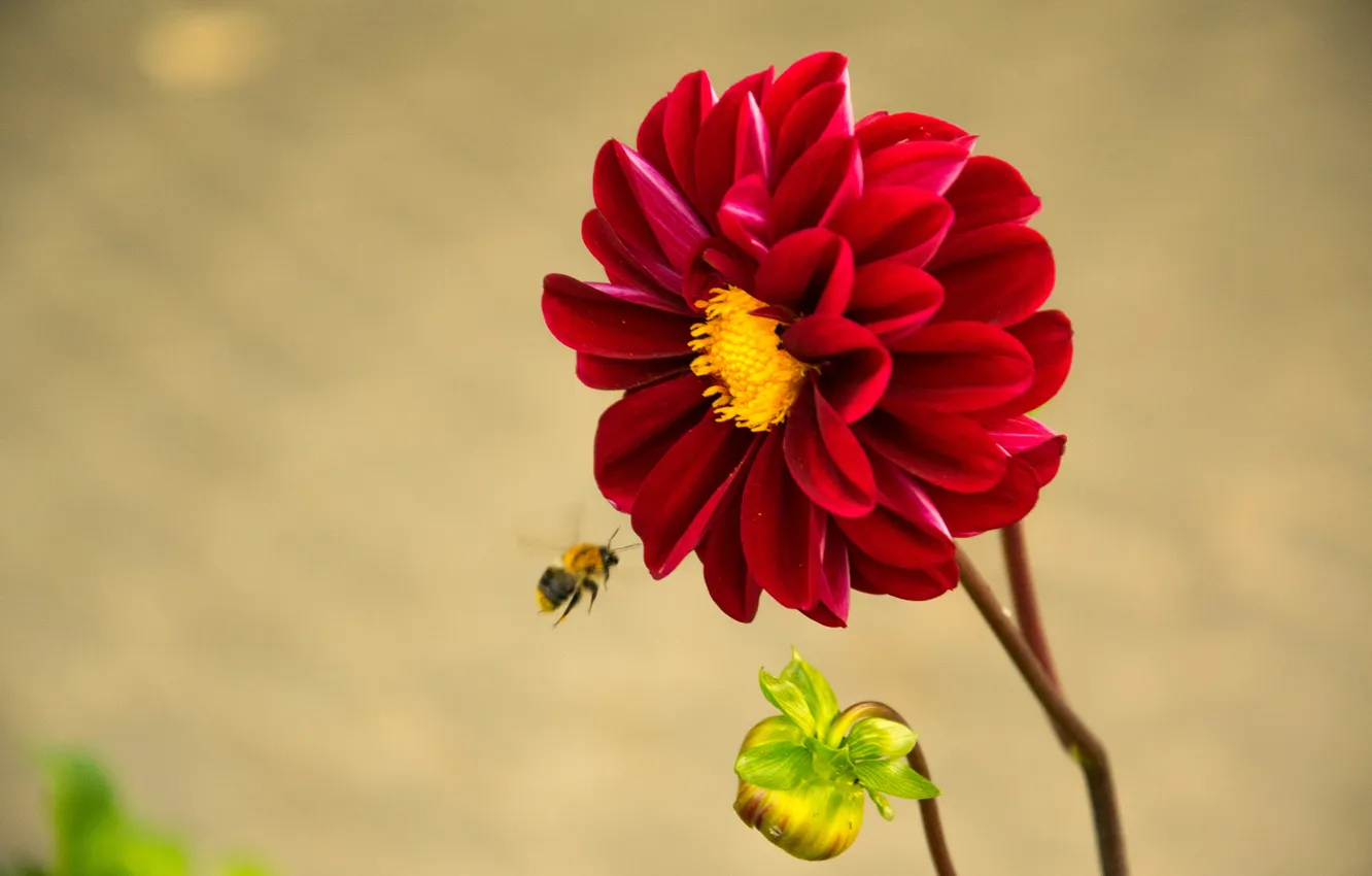 Фото обои цветок, пчела, пыльца