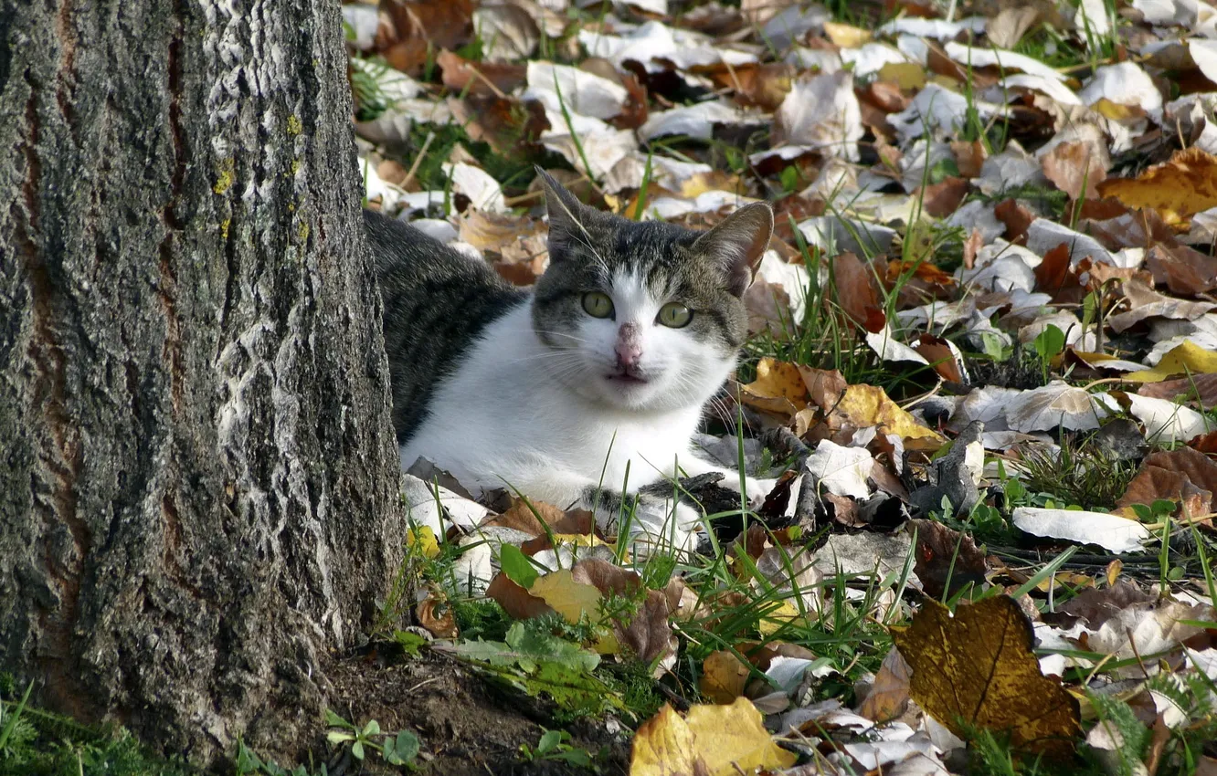 Фото обои осень, кошка, природа
