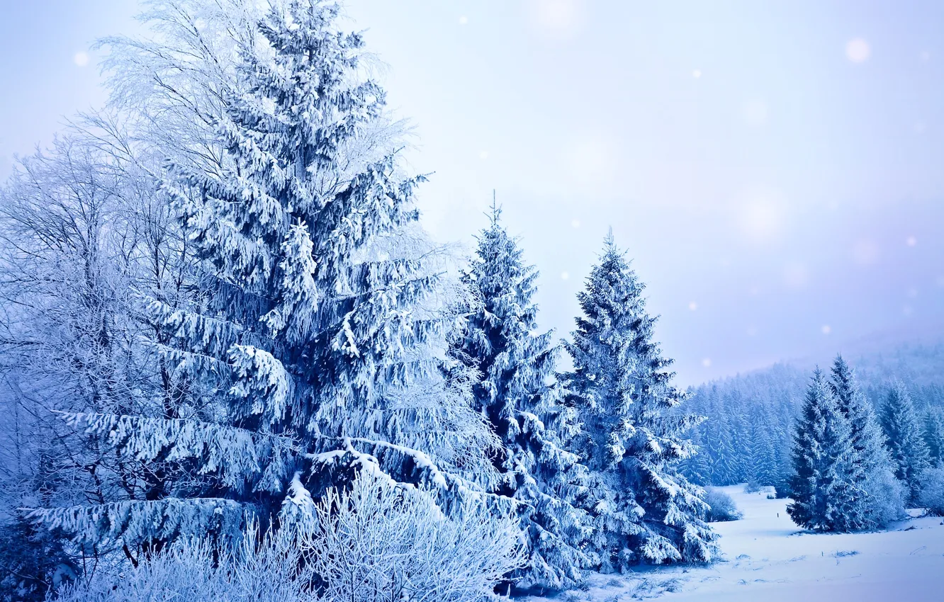 Фото обои зима, снег, деревья, природа, елки, ели, мороз, ёлки