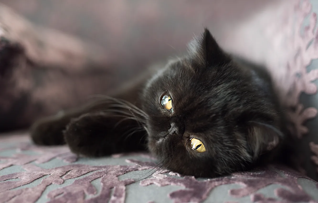 Фото обои мордочка, котёнок, чёрный котёнок