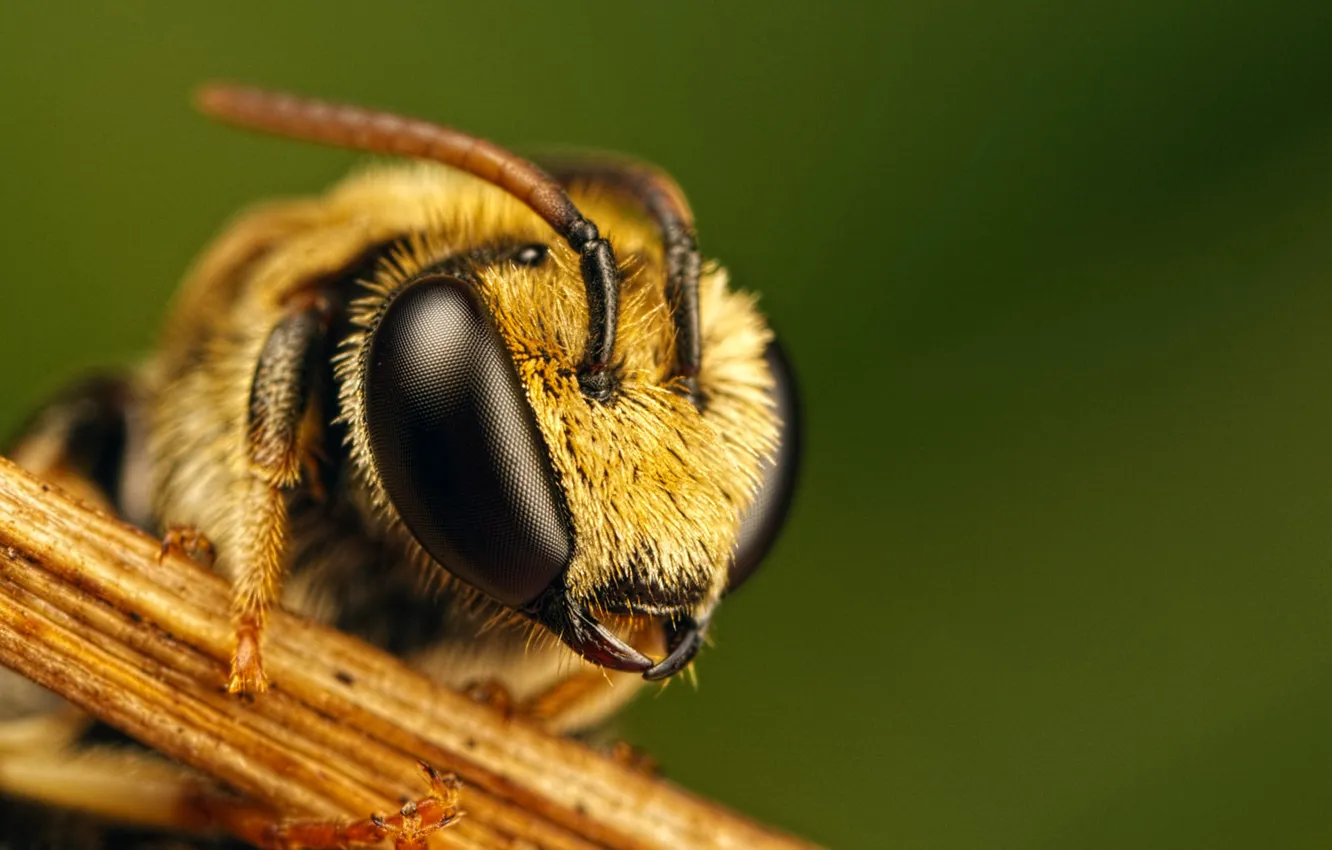 Фото обои пчела, глазья, Gymnast