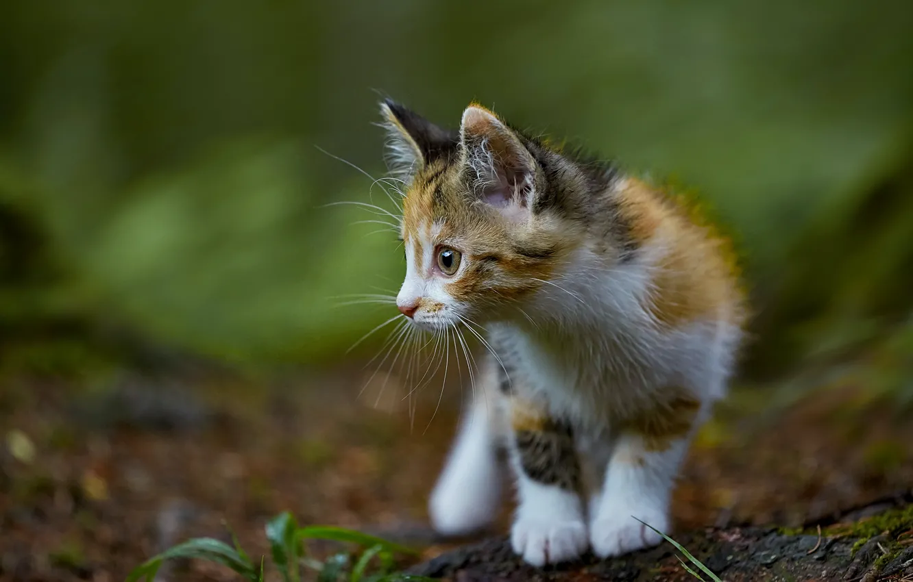 Фото обои кошка, взгляд, морда, природа, поза, котенок, малыш, профиль