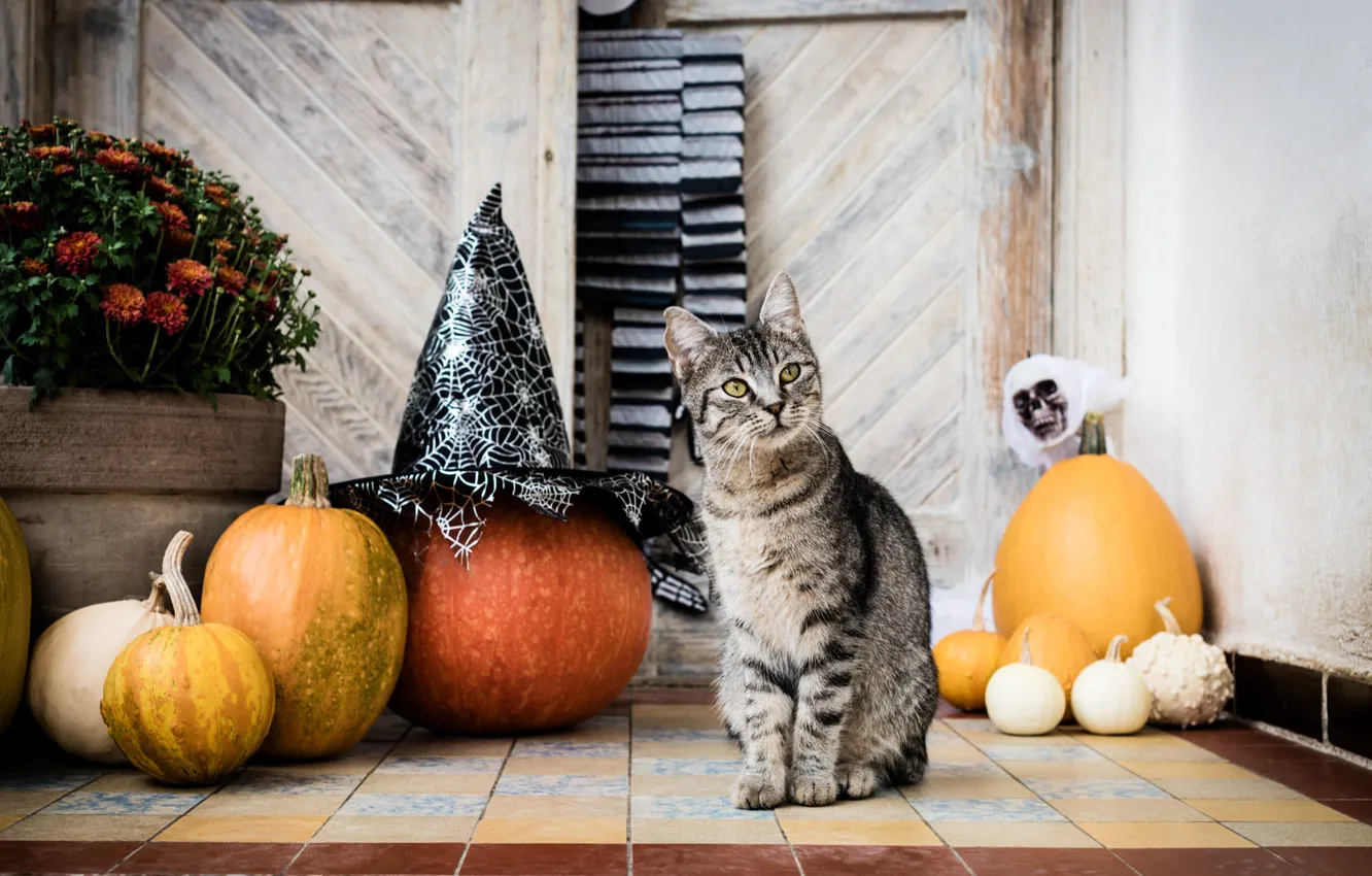 Фото обои осень, кошка, кот, взгляд, цветы, поза, серый, праздник