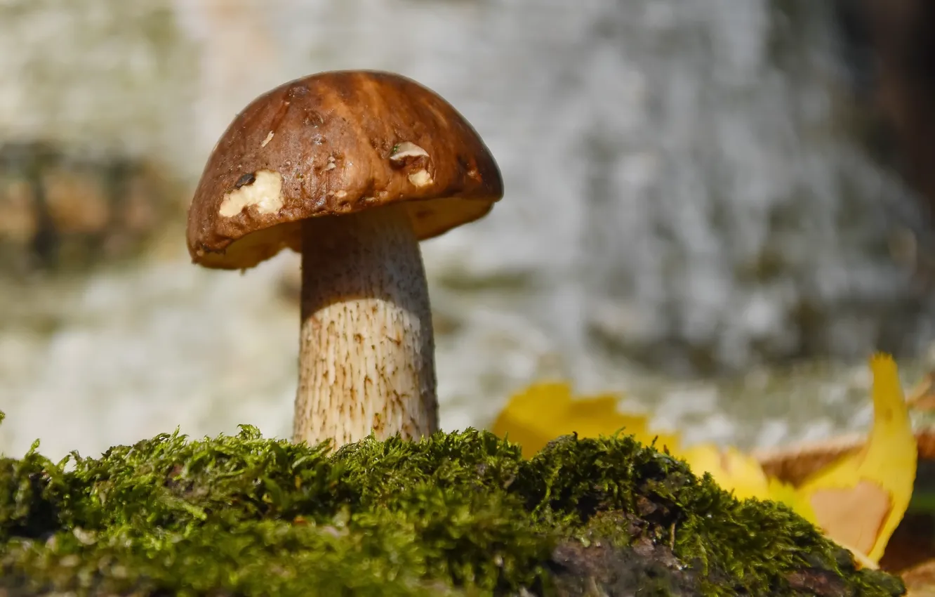 Фото обои осень, природа, грибы, подберёзовик