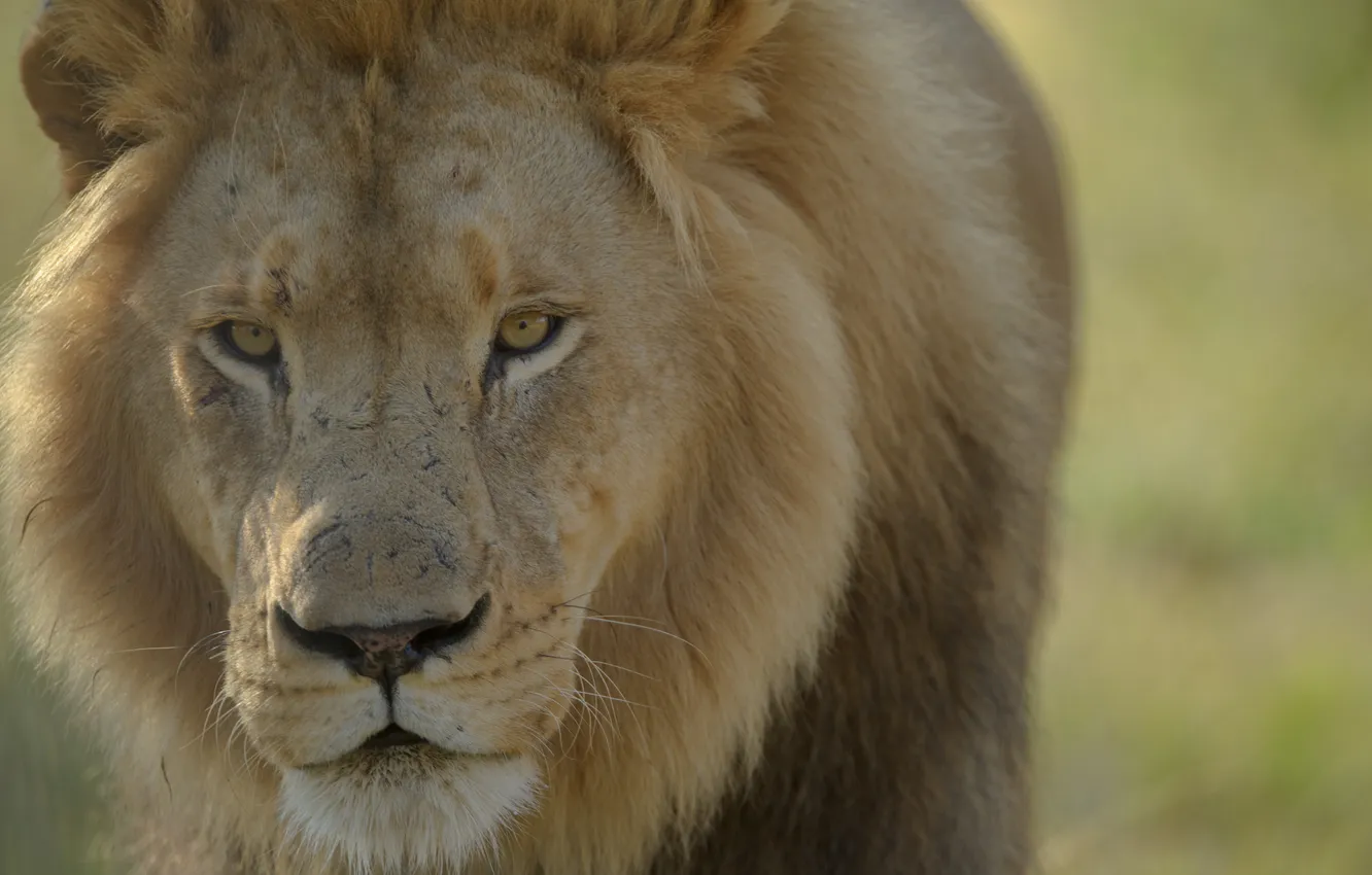 Фото обои хищник, лев, царь зверей, боке