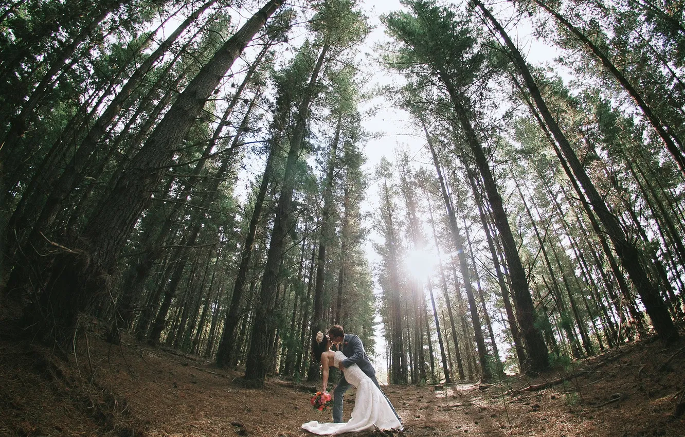 Фото обои лес, солнце, деревья, Love, Beautiful, невеста, Wallpaper, жених