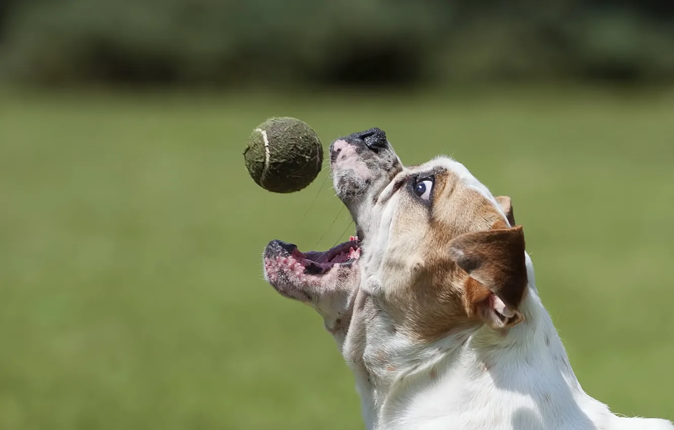 Фото обои мяч, собака, bulldog
