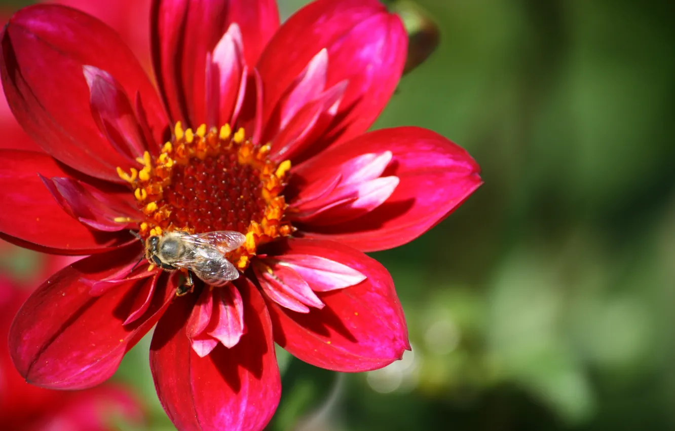 Фото обои Макро, Боке, Bokeh, Macro, Wasp, Оса, Красный цветок, Red flower