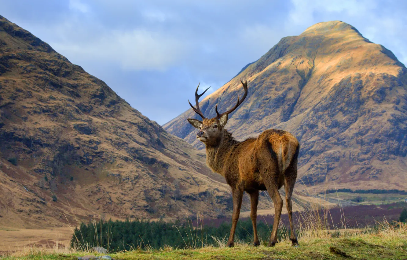Фото обои горы, природа, олень