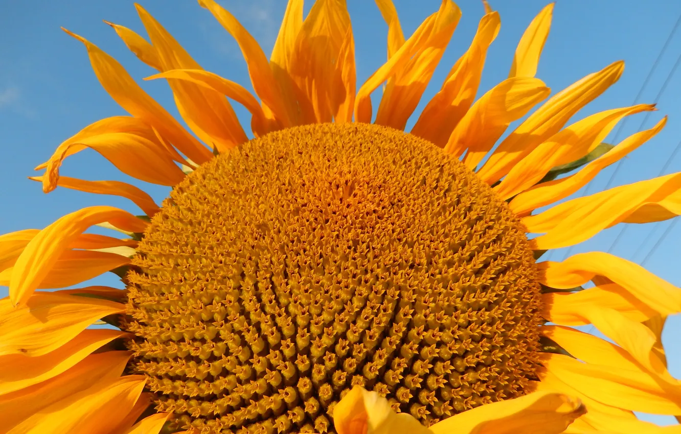 Фото обои небо, желтый, yellow, подсолнечник, sunflower
