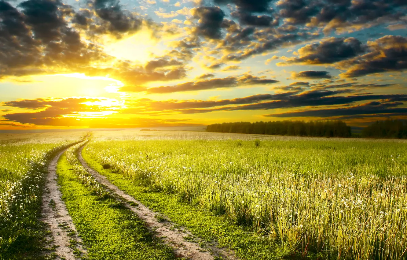 Фото обои дорога, поле, небо, трава, солнце, облака, колея
