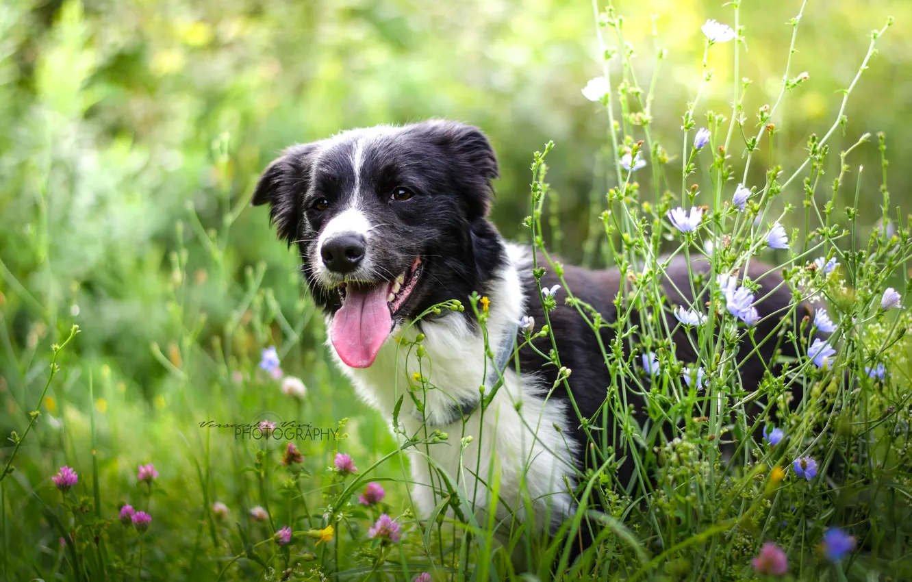 Фото обои лето, друг, собака