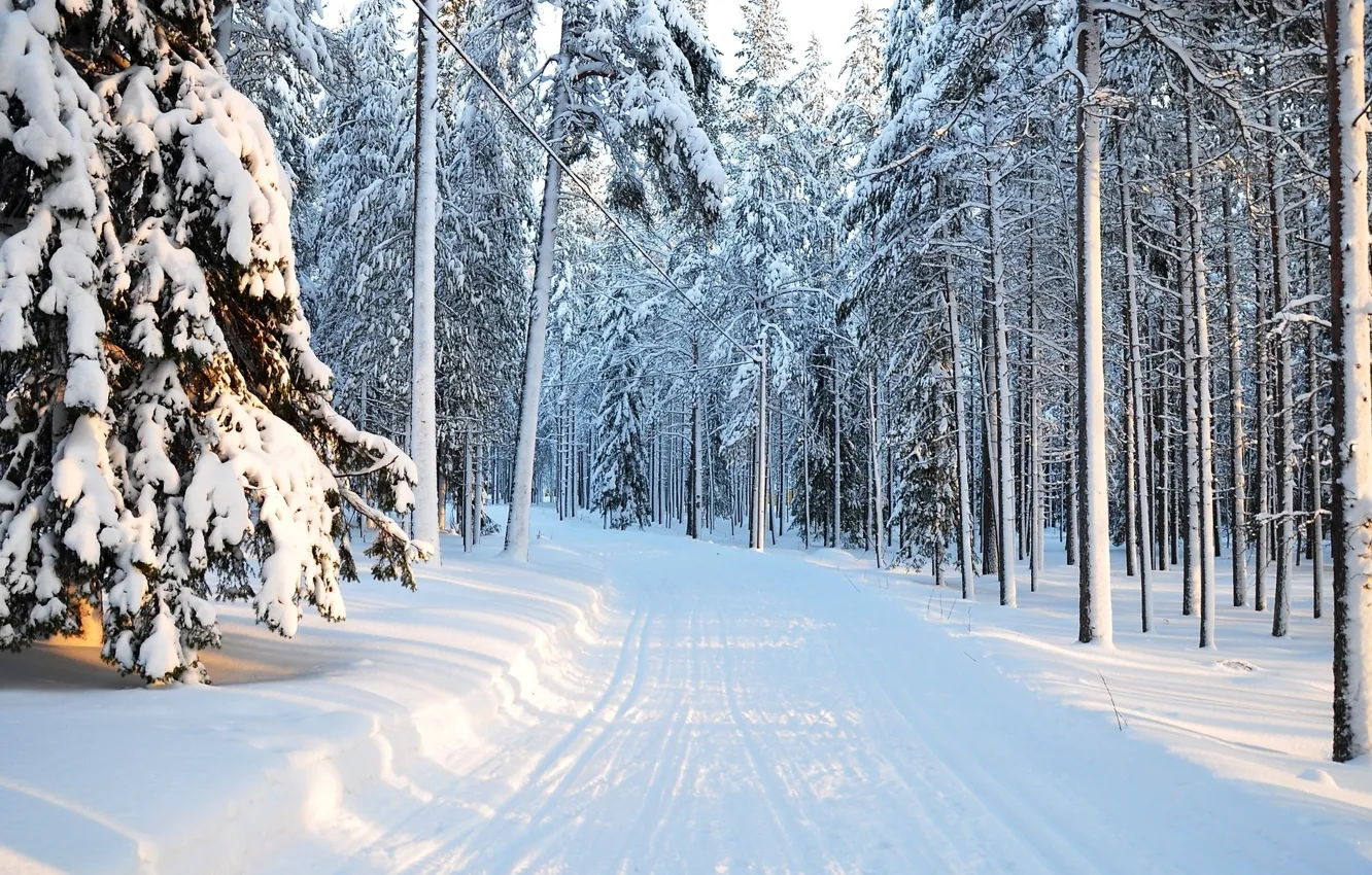 Фото обои зима, лес, свет, снег, тропа, утро, light, forest
