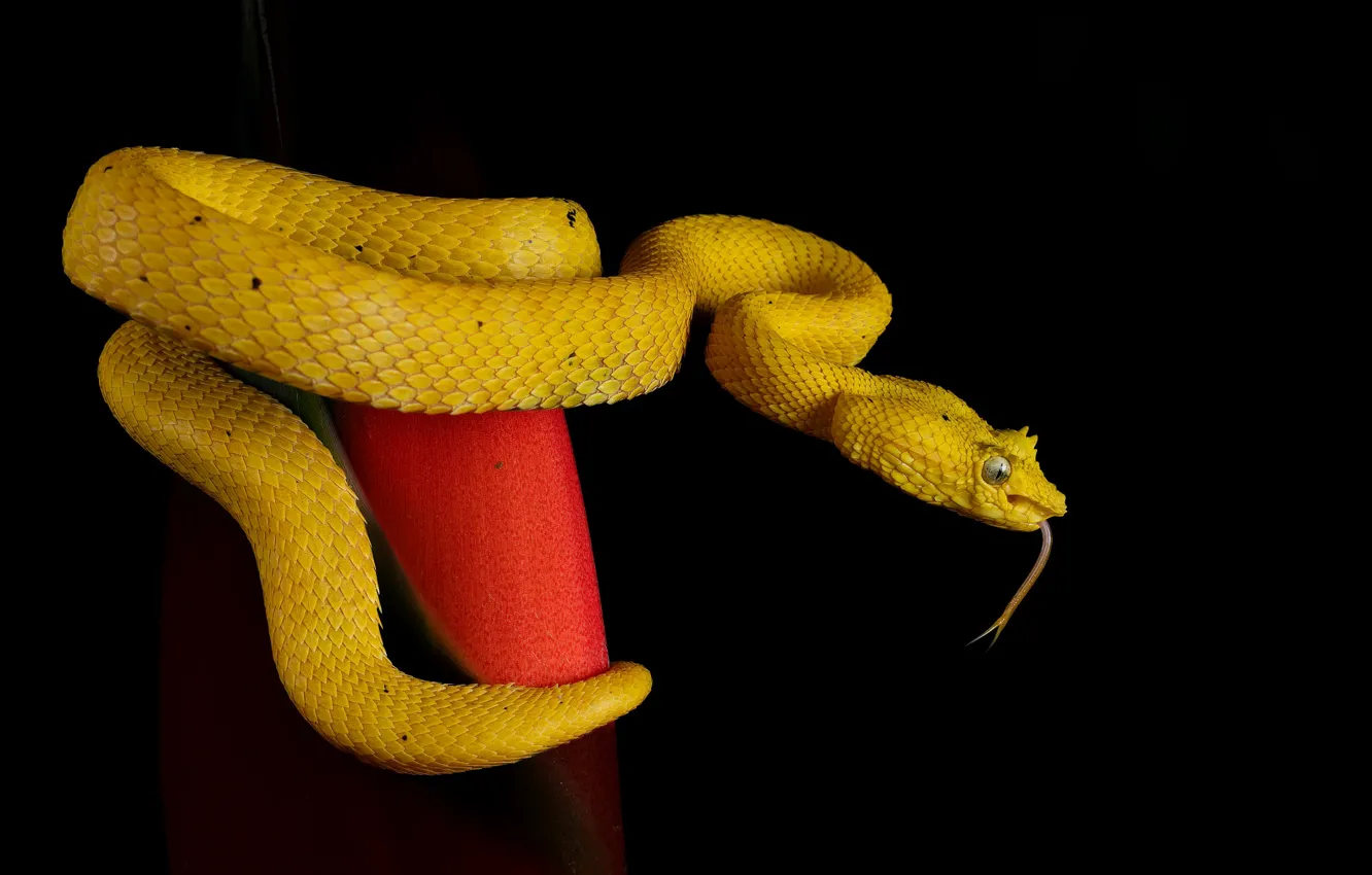 Фото обои язык, листок, змея, питон, черный фон, желтая