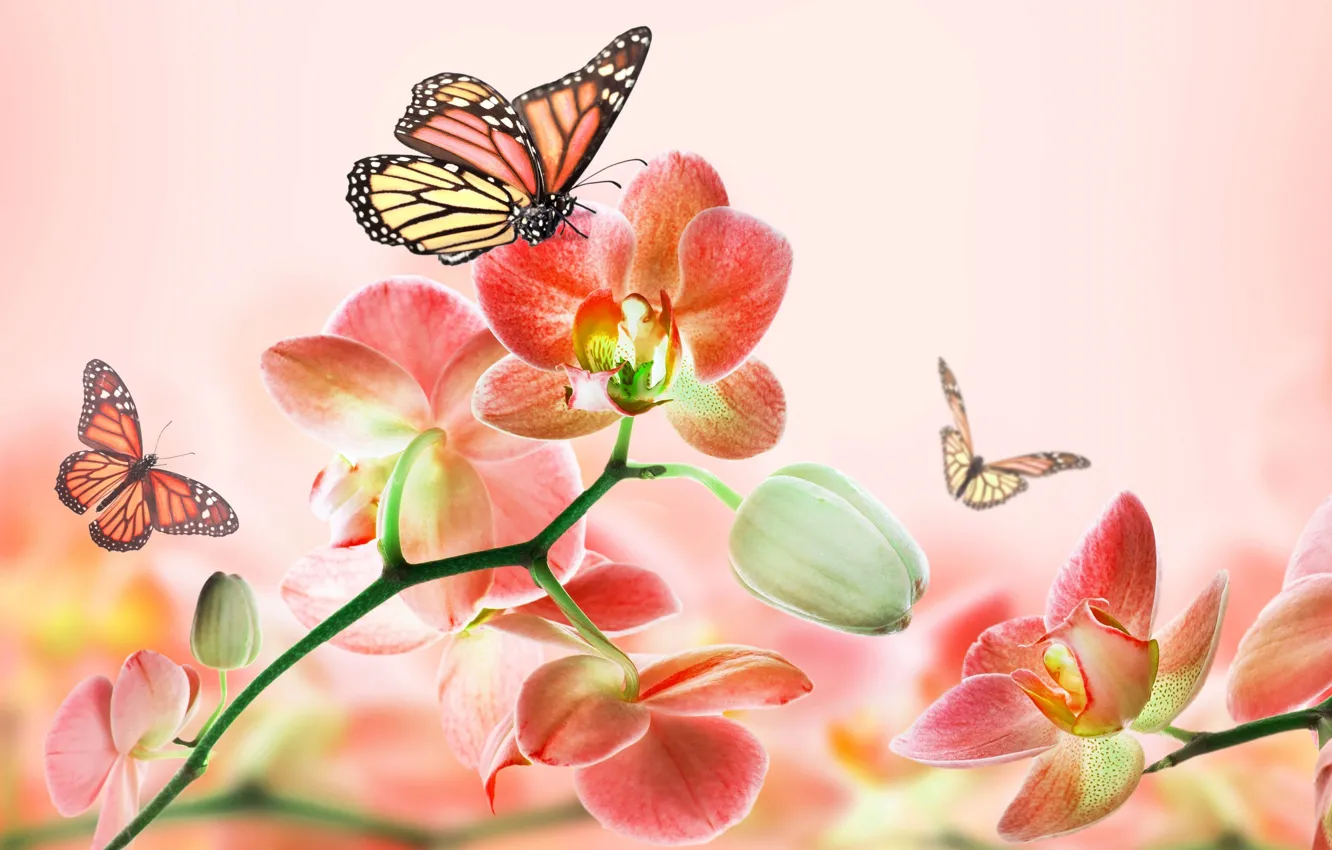 Фото обои лето, бабочки, цветы, абстракция, фон, розовый, красота, арт