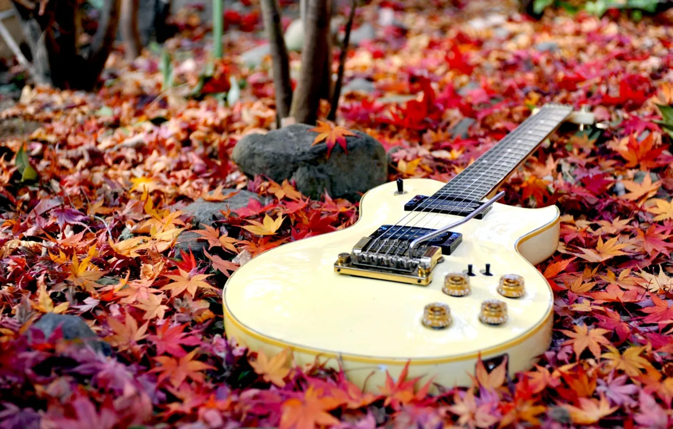 Фото обои guitar, forest, autumn, leaves