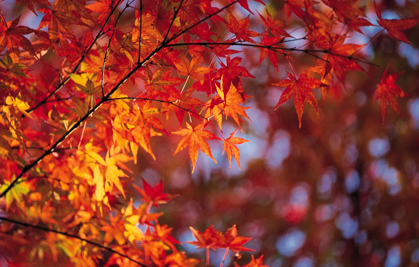 Фото обои осень, листья, ветка, яркость
