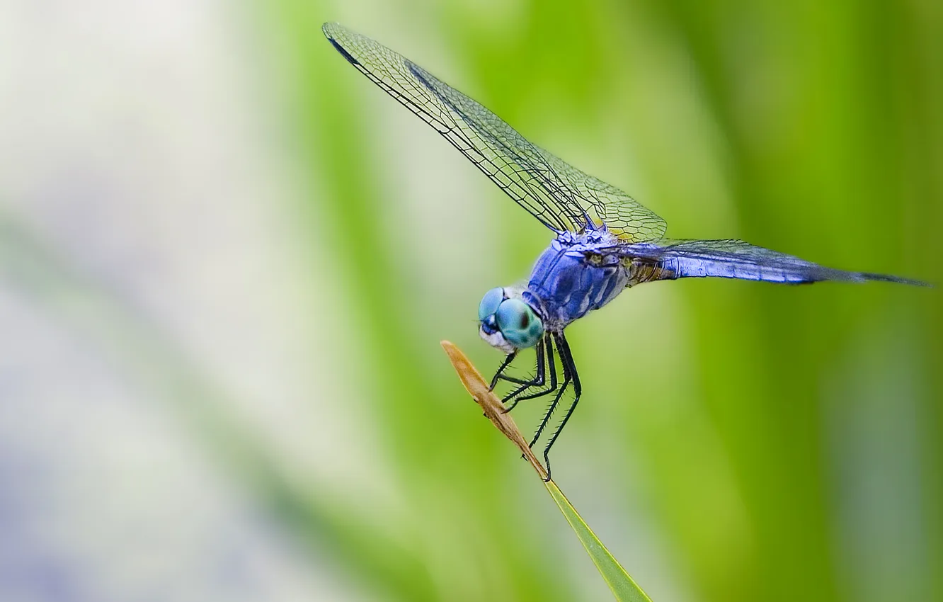 Фото обои глаза, листья, макро, синий, природа, крылья, стрекоза, насекомое