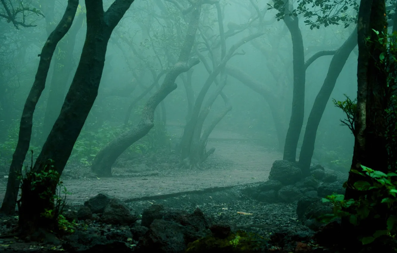 Фото обои осень, лес, деревья, туман, парк, дорожка