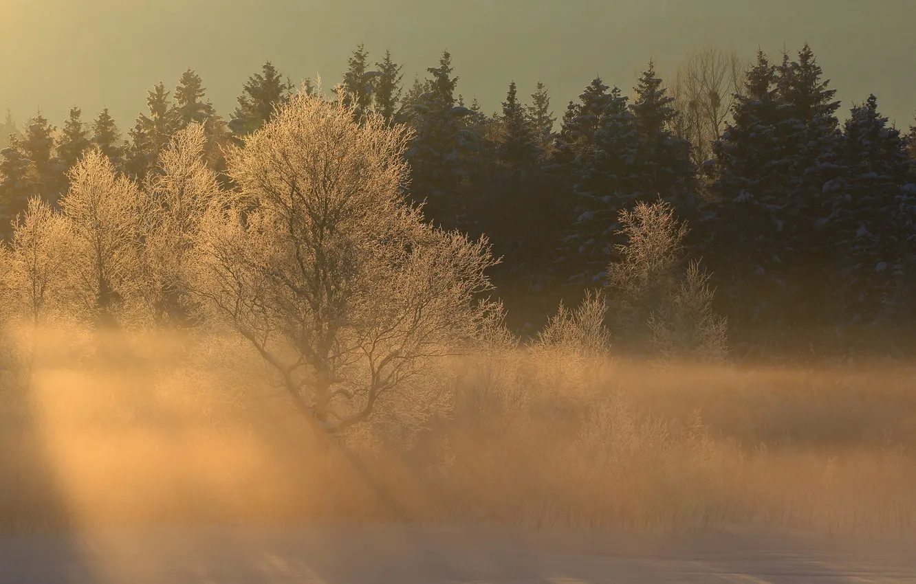 Фото обои зима, лучи, свет, деревья, пейзаж, природа, туман, утро