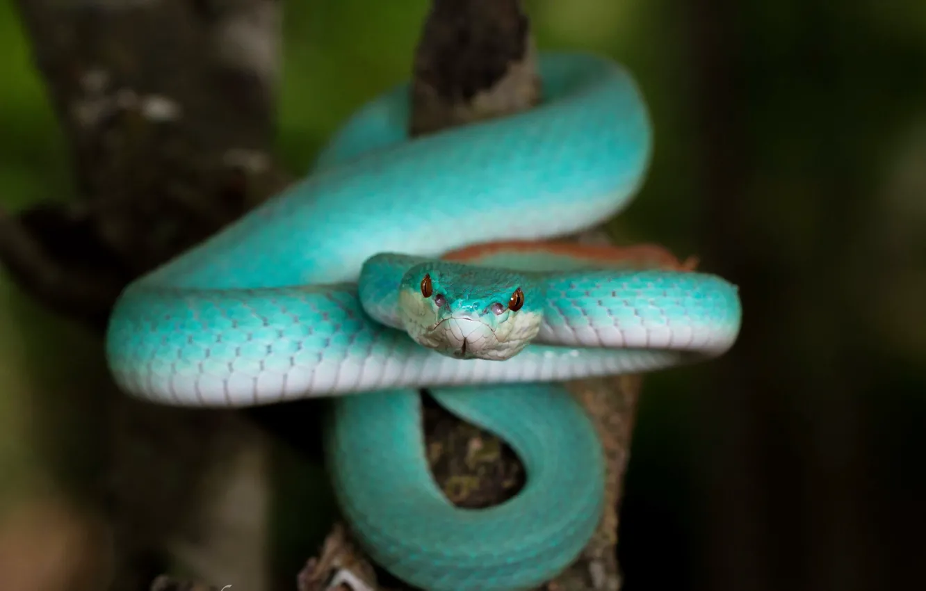 Фото обои природа, змея, Blue Trimeresurus insularis