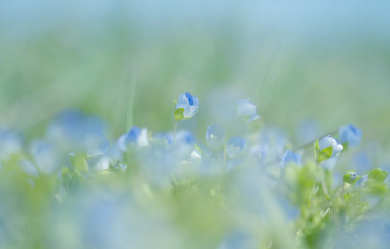 Фото обои макро, цветы, природа, весна, размытость, голубые, нежно