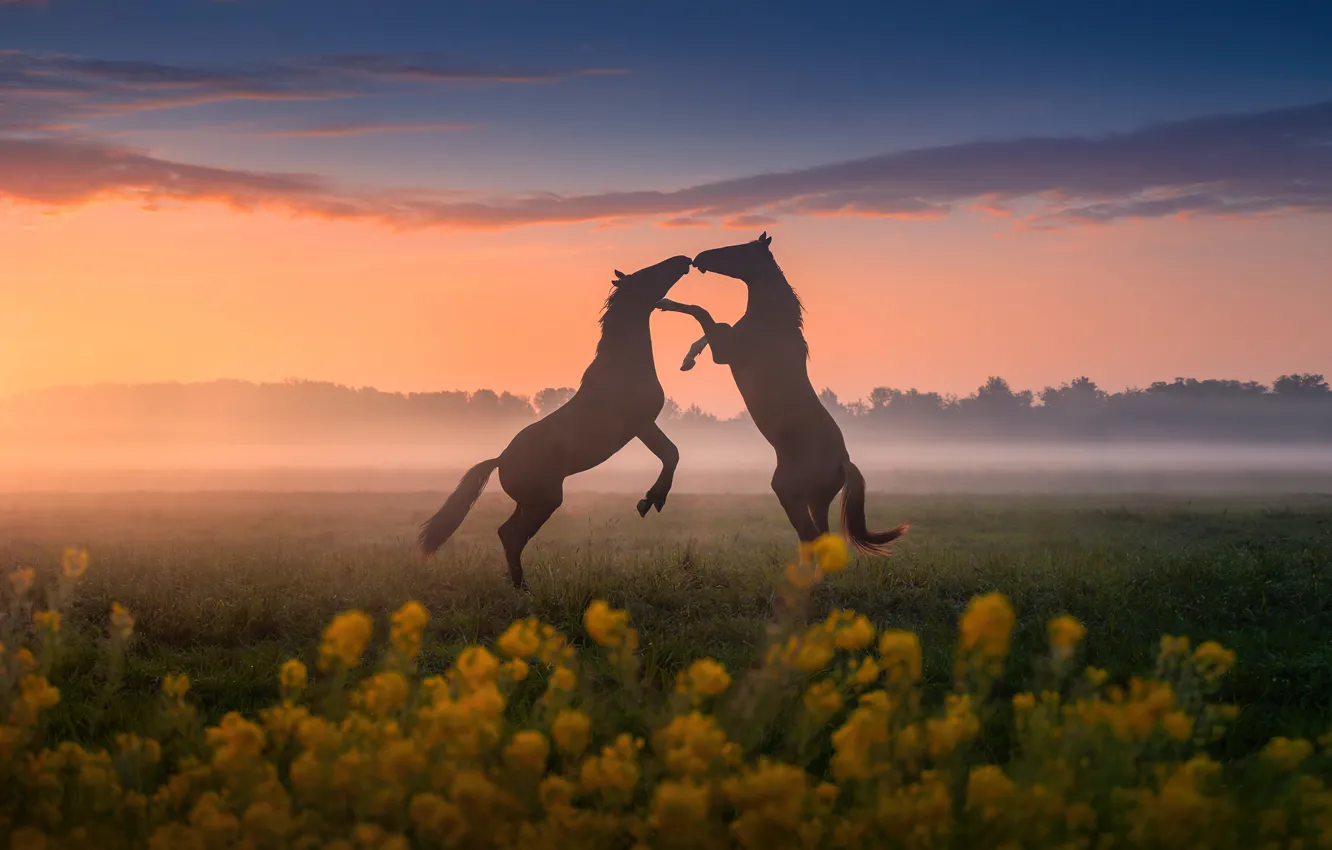 Фото обои sunset, horses, dancing