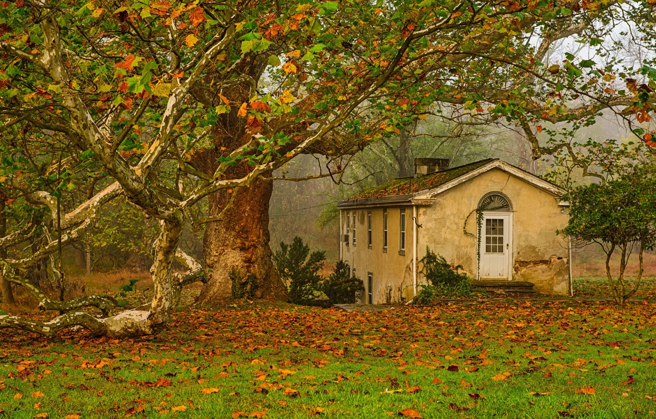 Фото обои осень, листья, дом, дерево