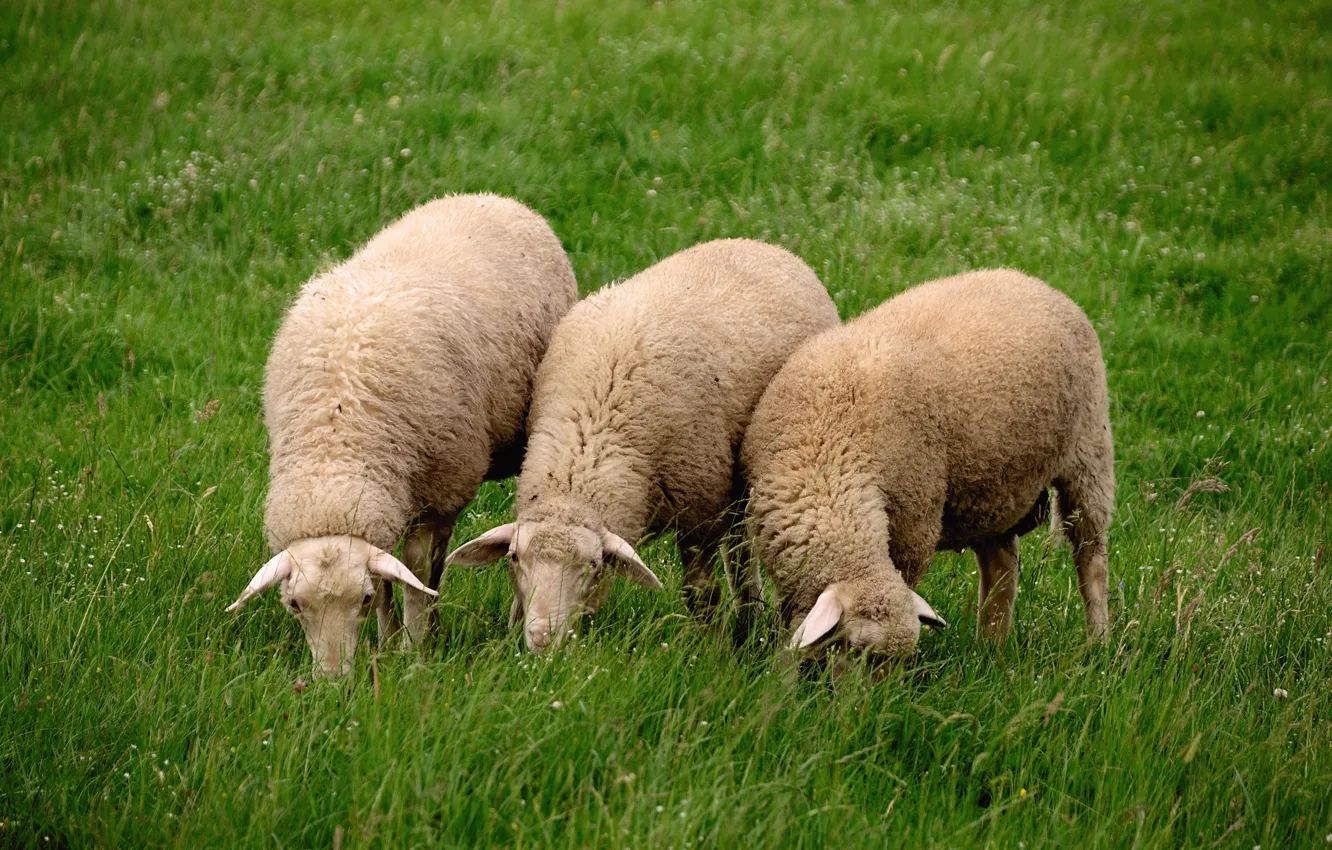 Фото обои Grass, Animal, Sheep, eid mubarak