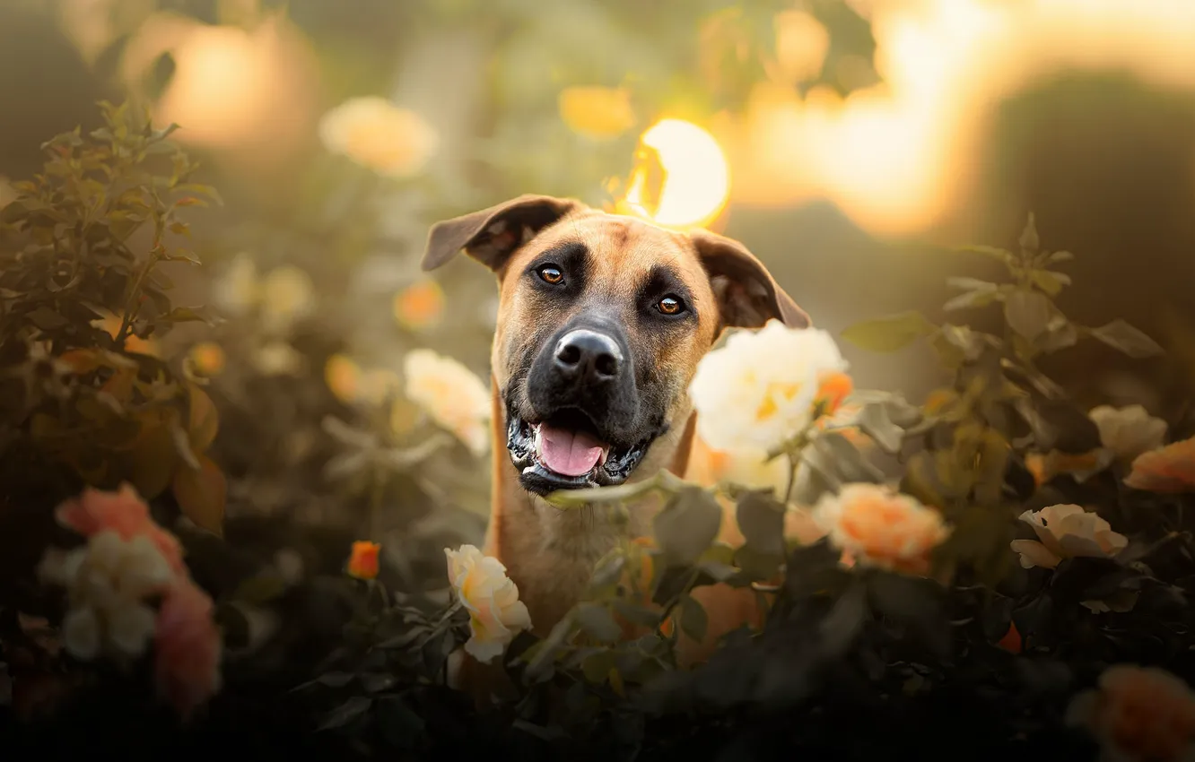 Фото обои взгляд, морда, цветы, розы, собака