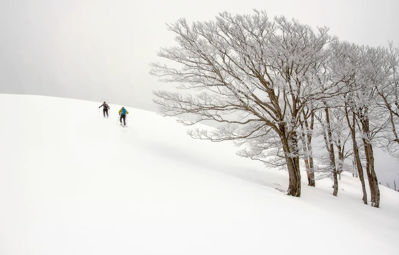 Фото обои зима, деревья, человек